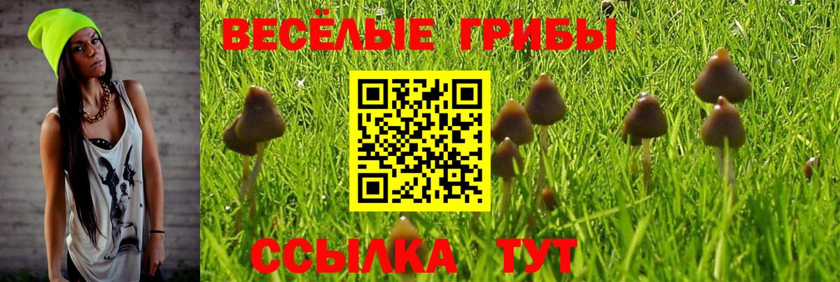 Псилоцибиновые грибы Psilocybine cubensis Бийск